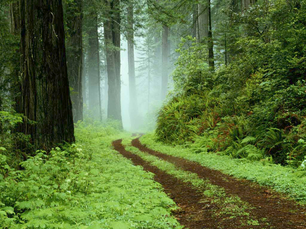 Caminho na Floresta